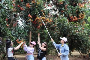 Long Khanh orchards attracts visitors in harvest season