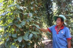 Dong Nai’s pepper export volume increases sharply