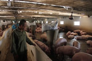 Developing livestock towards modern and sustainable production