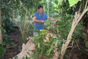 Strength planning of Dong Nai industrial crops in long term