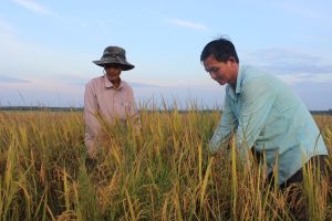 Dong Nai still has over 463 thousand hectares of agricultural land