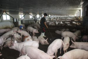 Support for Farm Economy Development