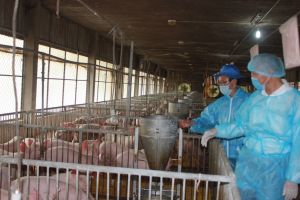 Make good investments in plant varieties and domestic animals production