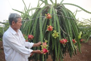 Building link chains for agricultural products to have a sustainable output