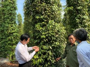 Sustainable Development of Pepper Cultivation