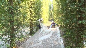 Agricultural labour is increasingly scarce.