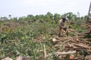Develop sustainable forest product processing industry