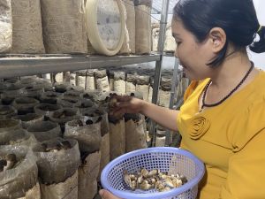 Economic efficiency from black termite mushroom growing model