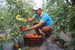 Applying Israel's high technology in agricultural production