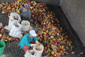 Expanding logistics and e-commerce channels for agricultural products