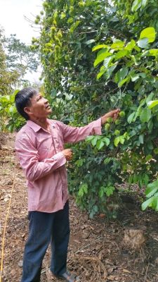 Dong Nai has 194,746ha of land for perennial crops