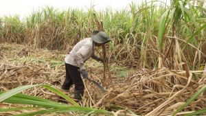 Developing the sugar cane industry in the new situation