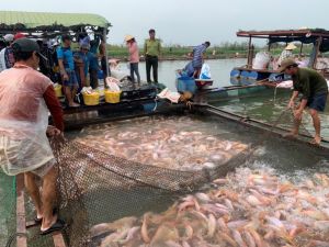 Developing the key industry of aquaculture