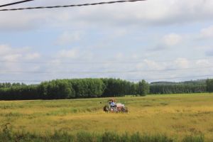 Rice production costs increase compared to the same period every year