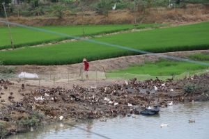 Rice production in Dong Nai Province meets the supply plan