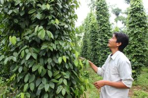 Dong Nai agriculture sector achieves high growth rate nationwide