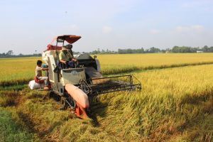 Promote mechanization, reduce losses in agriculture