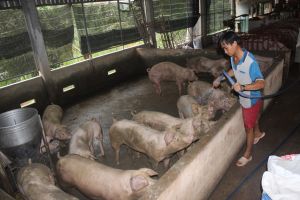 Livestock market prospers but still faces many difficulties