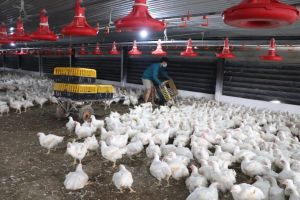 Circular Agriculture: Turning Garbage into Gold