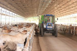 The livestock industry lost thousands of billions of VND because of the disease