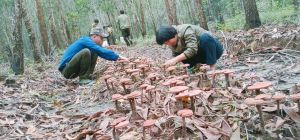 Developing the economy under the forest canopy