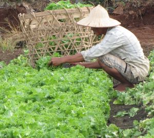 Transfer a lot of agricultural land to projects