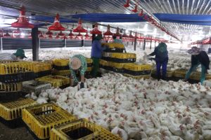 Remove the bottleneck in exporting livestock products