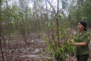 Developing a chain of large timber plantations