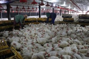 Seeking opportunities to export livestock products