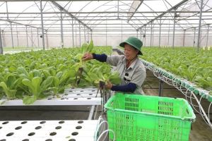 Airport urban develops Hi-tech agriculture