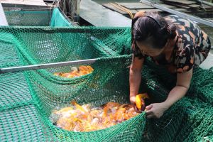 Aquaculture industry has improved