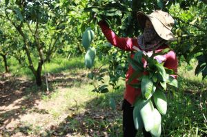 Get rid of the curse of fragmentation and smallness in agricultural production