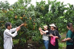 Chuyện lão nông mê làm du lịch sinh thái vườn