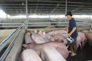 Nhiều bất an tái đàn vụ Tết