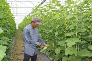 Sản xuất, tiêu thụ sản phẩm nông nghiệp hữu cơ còn nhiều khó khăn