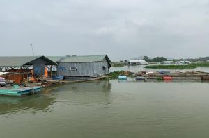 Siết chặt quản lý hoạt động nuôi cá bè trên hồ Trị An