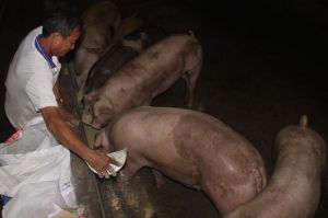 Xử lý vi phạm về chất lượng thức ăn chăn nuôi