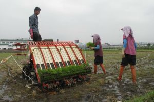 Triển khai sản xuất vụ thu đông, vụ mùa năm 2022
