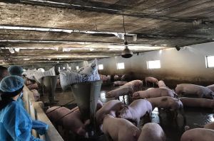 Trang trại chăn nuôi ứng dụng công nghệ cao vào sản xuất