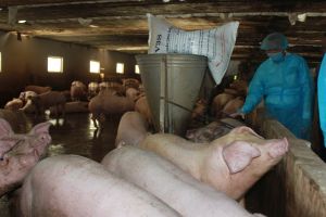 Striving to 2025, Dong Nai has no longer foot and mouth disease