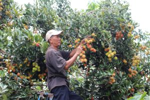 The whole province has 22,000 hectares of fruit trees issued with planting area codes