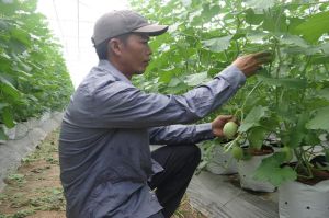 Thanh niên bỏ phố về vườn để làm nông nghiệp