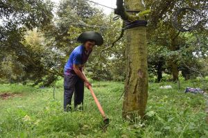 Đồi Rìu hôm nay