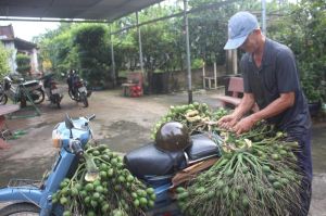 Giữ vườn cau trên đất Bình Hòa