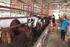 Hiệu quả mô hình nuôi dê bằng thức ăn ủ chua