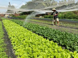 Annual crop area increased