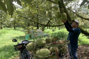 Dong Nai's agriculture grows impressively
