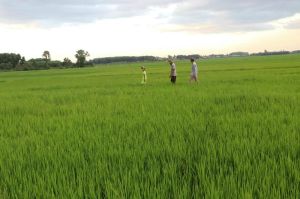 Nông dân lo lắng vào vụ sản xuất mới