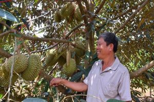 Phát triển 7 vùng chuyên canh cây trồng ở huyện Cẩm Mỹ