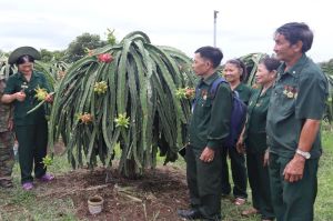 Đẩy mạnh mô hình cựu chiến binh làm kinh tế giỏi